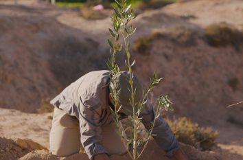 Homme plantant un jeune arbre dans une tranchée près d'une oasis